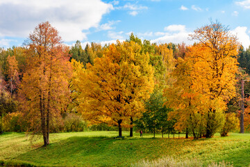 Autumn foliage in Pavlovsky park, Pavlovsk, St. Petersburg, Russia