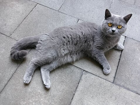 cat on the floor