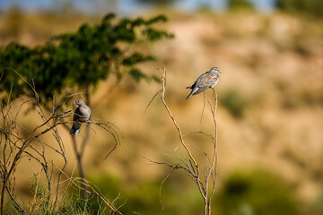 Streptopelia turtur - The European turtle dove is a species of columbiform bird in the Columbidae...