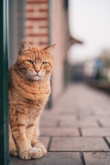 chat roux sur allée et fenêtre verte