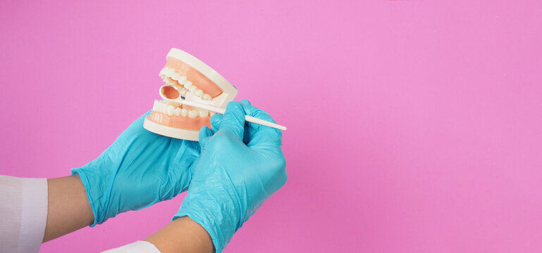 Dentist is hold Orthodontic model of teeth and Dental mirror on pink background.Hand wear blue latex glove.