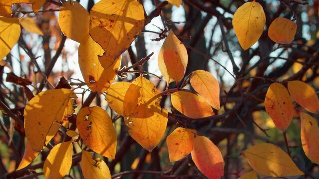 Autumn branches in city park with sun getting through foliage. Handheld shot of bird cherry tree branches covered with fallen leaves during sunny day in fall.