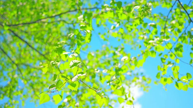 Green nature tree sun sky branch forest flower plant leaves leaf park forest