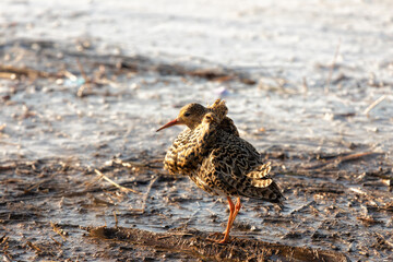 Male Ruff (bird) in breeding plumage stands on the shore of the lake
