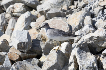 Gray-tailed tattler stand on gray stones, Kunashir island
