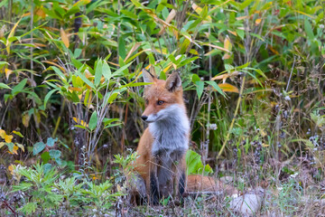 Young red fox sitting in the grass