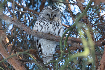 Adult Tawny owl sitting on a pine branch close up