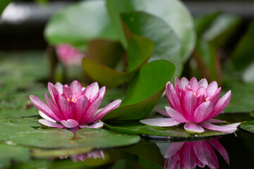 Pink water lilys close up