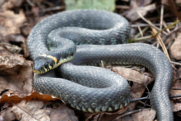 Grass snake lies on old foliage. Close up