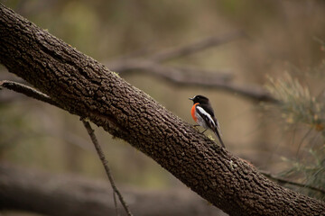 beautiful wild flame robin on a branch at freycinet national park in tasmania /australia