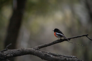 beautiful wild flame robin on a branch at freycinet national park in tasmania /australia