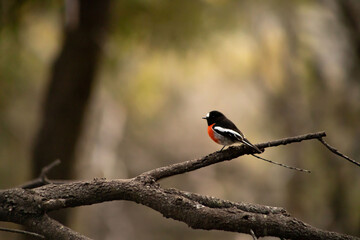 beautiful wild flame robin on a branch at freycinet national park in tasmania /australia