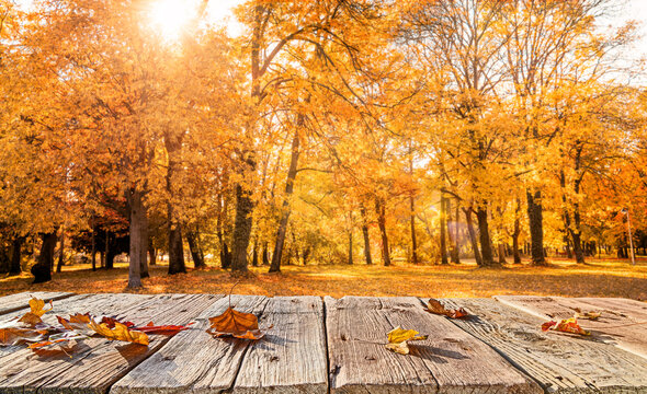 orange fall leaves on wooden floor, autumn natural background with maple trees
