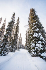 Winter landscape in Pallas Yllastunturi National Park, Lapland, Finland