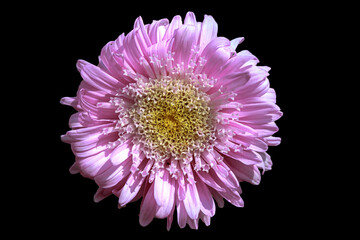A flower of aster Callistephus chinensis. Close up, isolated on black.