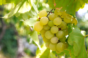 Yellow green grapes, sweet taste, fragrant, crispy, fresh from the tree. Close up