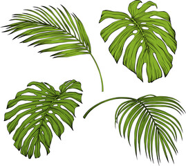 Leaf isolated on white. Tropical leaf. Hand drawn vector illustration.