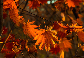 Autumn maple leaves of orange color on a tree branch