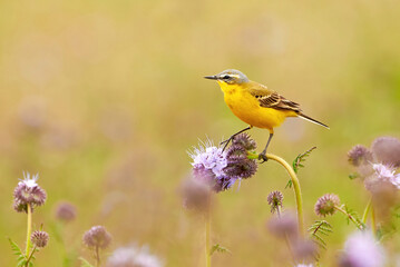Western Yellow Wagtail bird sitting on a plant (Motacilla flava)