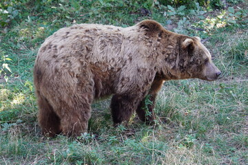 The brown bear (Ursus arctos) is a large bear species found across Eurasia and North America. Ursidae family.