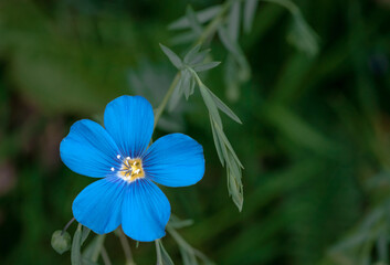 Blue meadow flax forest floor macro