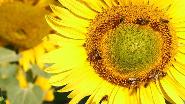 Honey bee and flower. A lot of bees collecting pollen on yellow sunflower. Provence in France. Slow motion
