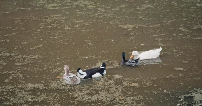 White domestic geese and ducks swim in pond on farm. Natural agriculture, private farmstead and production of eco products. Latin, international name of birds is Anser anser and Anas platyrhynchos