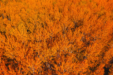 Fall season in deciduous forest. Aerial shot of orange treetops in autumn afternoon.