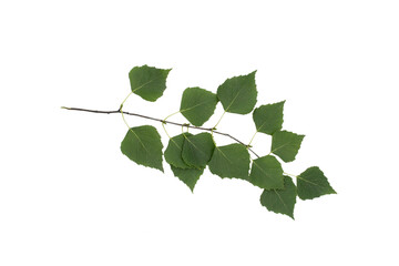 one birch tree branch  close up isolated on white background.