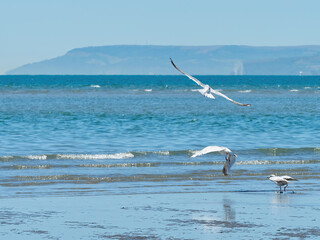Three gulls conspire together to produce a “multi-shot’ effect illustrating take-off ahead of the sea and distant headland horizon of a Sussex beach.