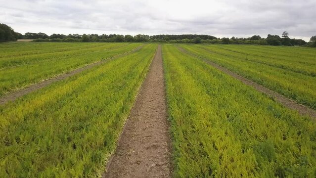 Panoramic View Of Spinach Seeds Production Used For Microgreens. Aerial Drone Shot
