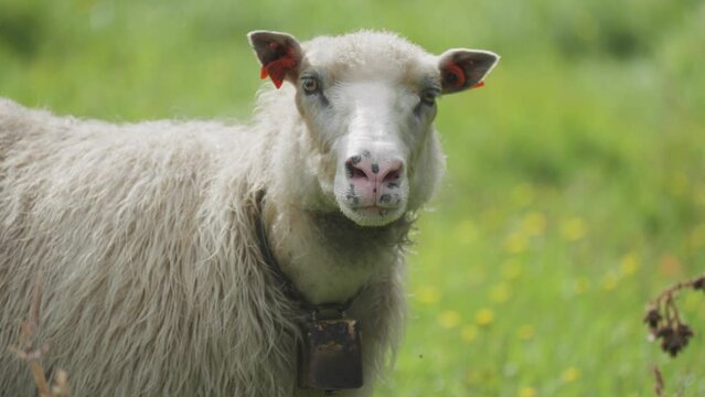 A portrait shot of the white wooly sheep on the lush green pasture.