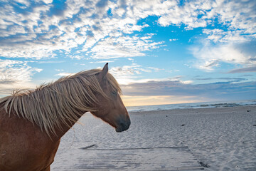 A wild pony on Assateague Island looks out over the beach boardwalk in the morning sunrise