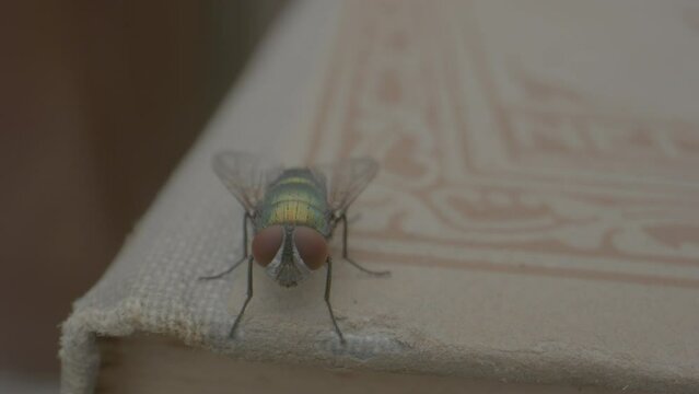 Macro shot of colorful fly standing on a book and walking around