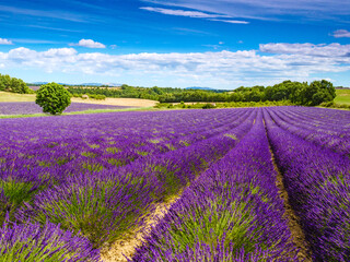 Naklejka na ściany i meble Provence landscape with lavender fields, France