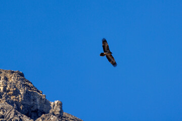 Fototapeta na wymiar young bearded vulture (Gypaetus barbatus) against blue sky in Berner Oberland