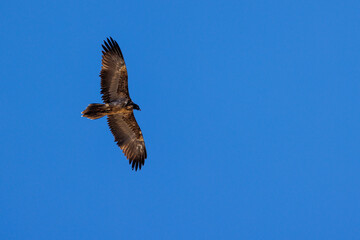 Obraz premium young bearded vulture (Gypaetus barbatus) against blue sky in Berner Oberland