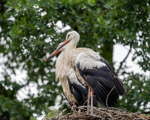 white stork in the nest