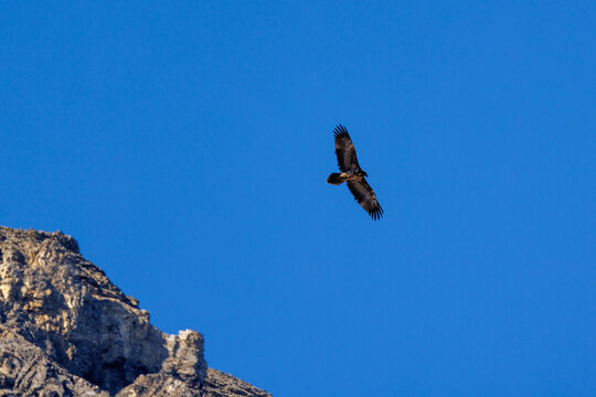 young bearded vulture (Gypaetus barbatus) against blue sky in Berner Oberland