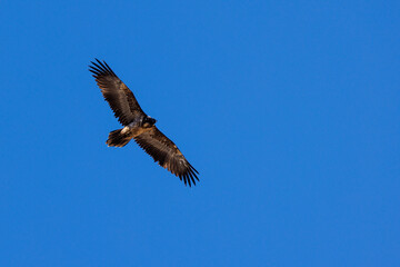 Fototapeta premium young bearded vulture (Gypaetus barbatus) against blue sky in Berner Oberland
