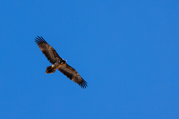 young bearded vulture (Gypaetus barbatus) against blue sky in Berner Oberland