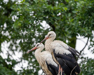 white stork 