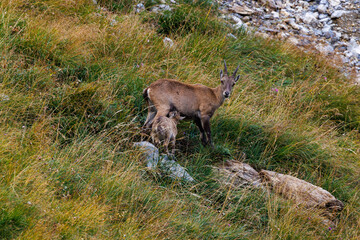 Naklejka na ściany i meble alpine ibex with fawn near Lämmerenhütte SAC in Valais