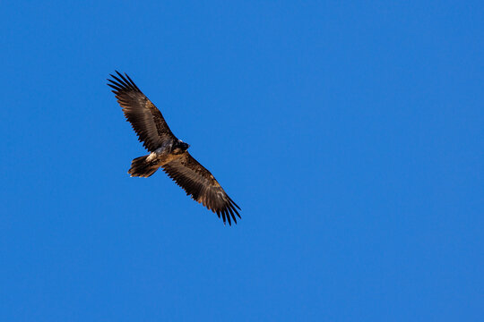 young bearded vulture (Gypaetus barbatus) against blue sky in Berner Oberland