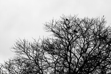 Tree silhouette on a cloudy day