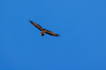 young bearded vulture (Gypaetus barbatus) against blue sky in Berner Oberland