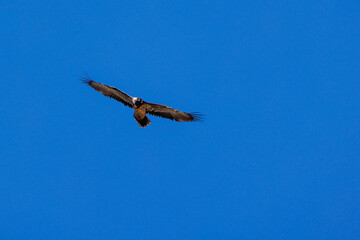 young bearded vulture (Gypaetus barbatus) against blue sky in Berner Oberland