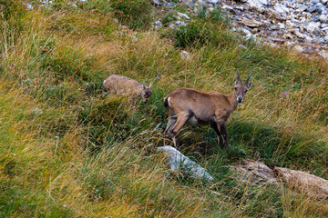 Naklejka na ściany i meble alpine ibex with fawn near Lämmerenhütte SAC in Valais