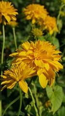 yellow flower in the garden