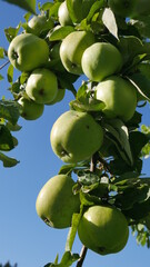 apples on tree